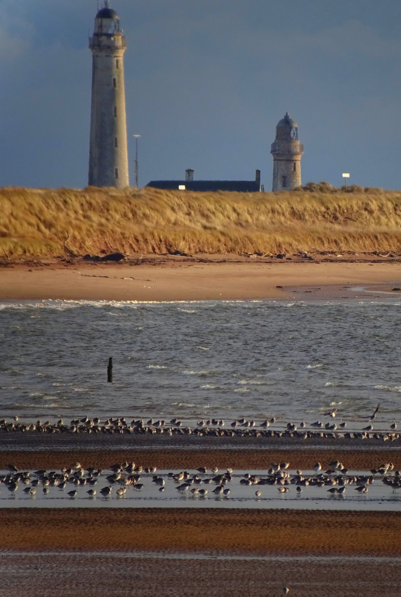Barry Buddon Estuary Side | Birdingplaces