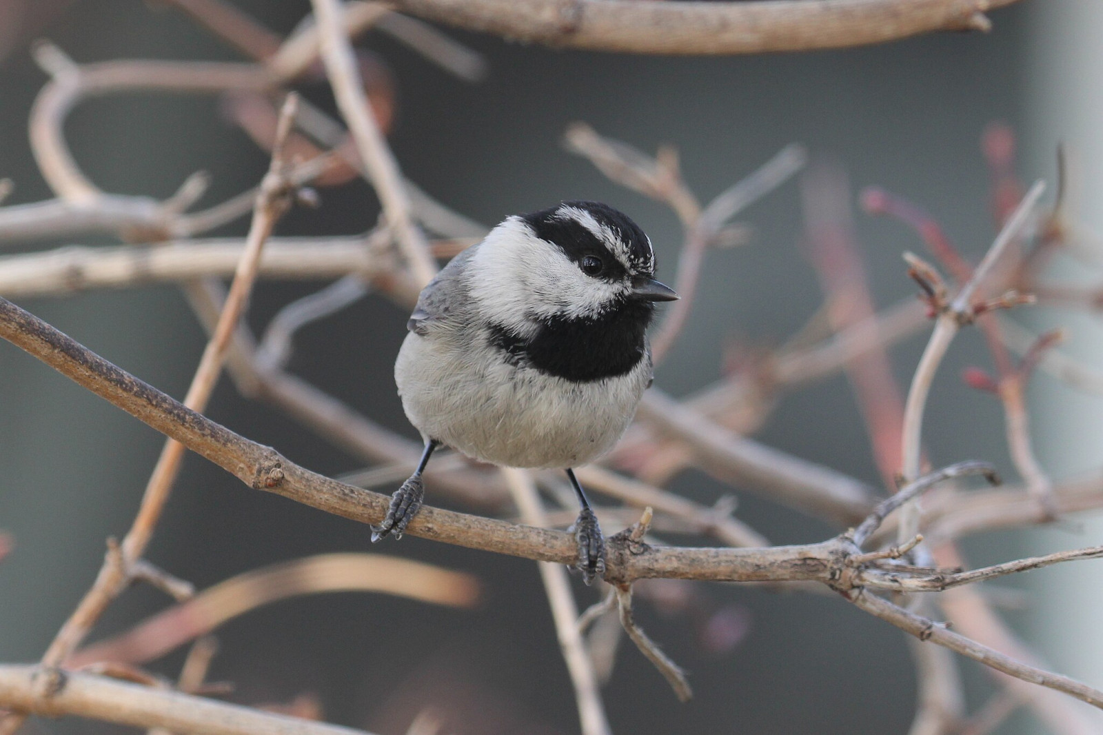 image Mountain Chickadee