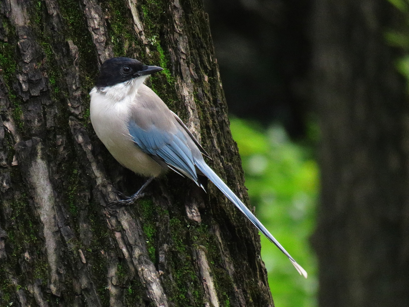 Azure-winged Magpie (Cyanopica cyanus) | Birdingplaces
