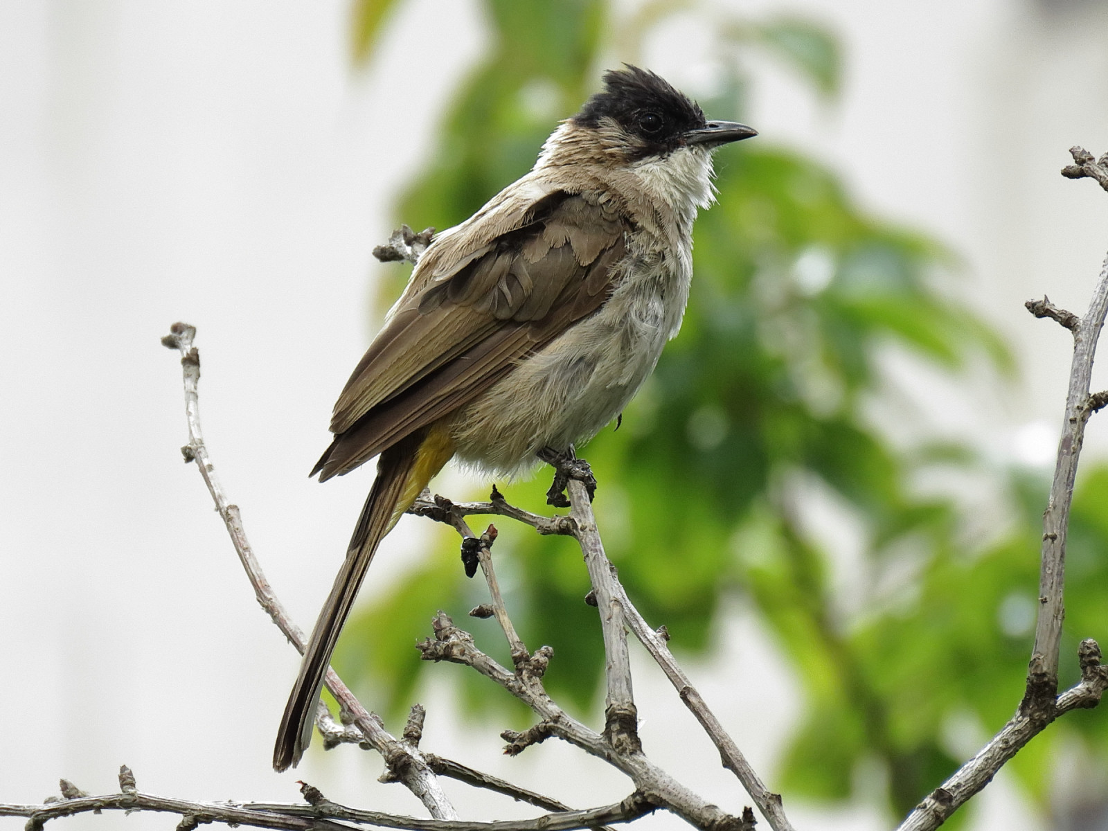 Brown-breasted Bulbul (Pycnonotus xanthorrhous) | Birdingplaces