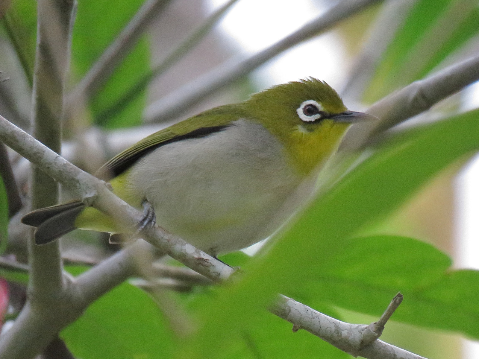 Swinhoe's White-eye (Zosterops simplex) | Birdingplaces