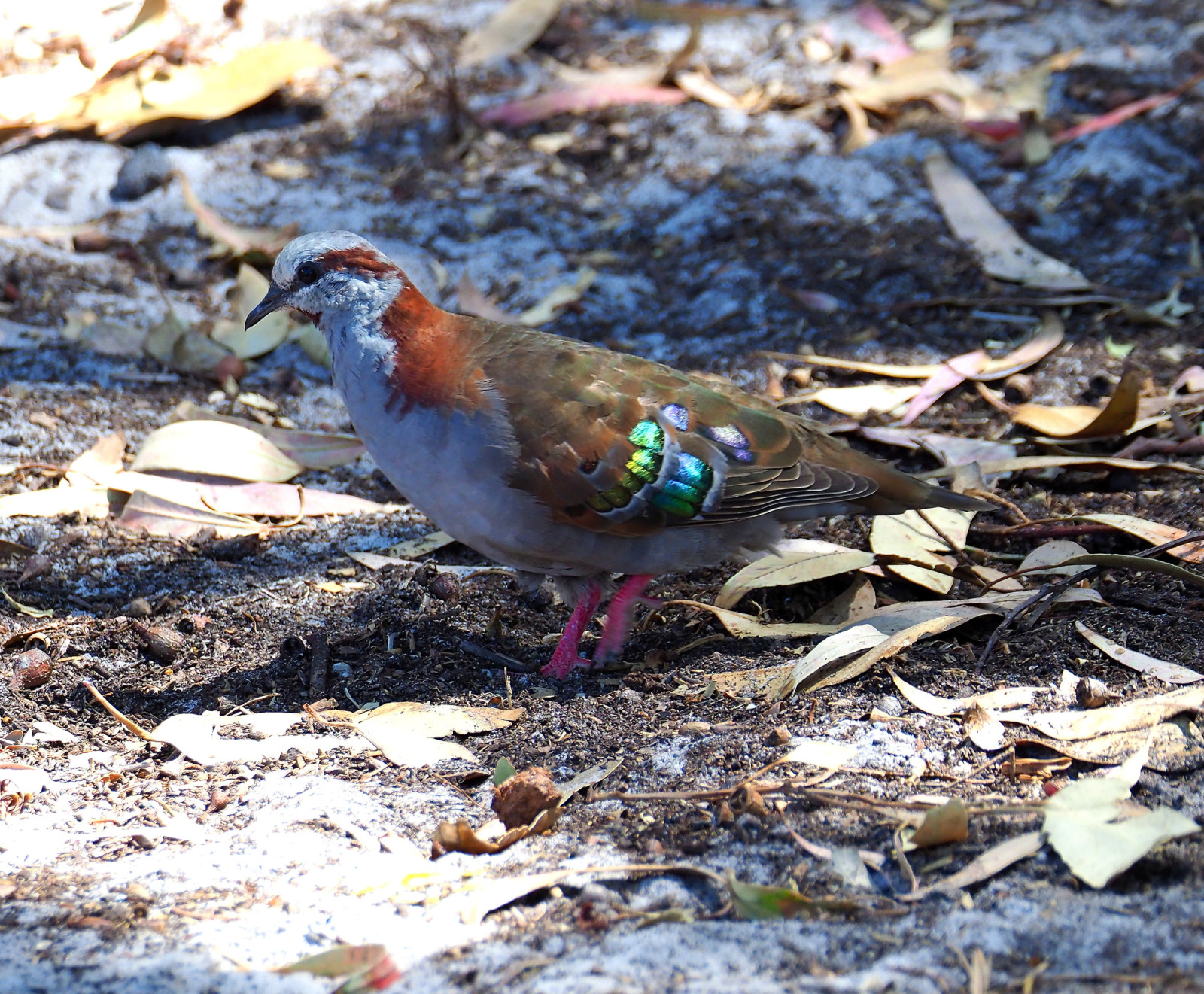 Eyre Bird Observatory | Birdingplaces