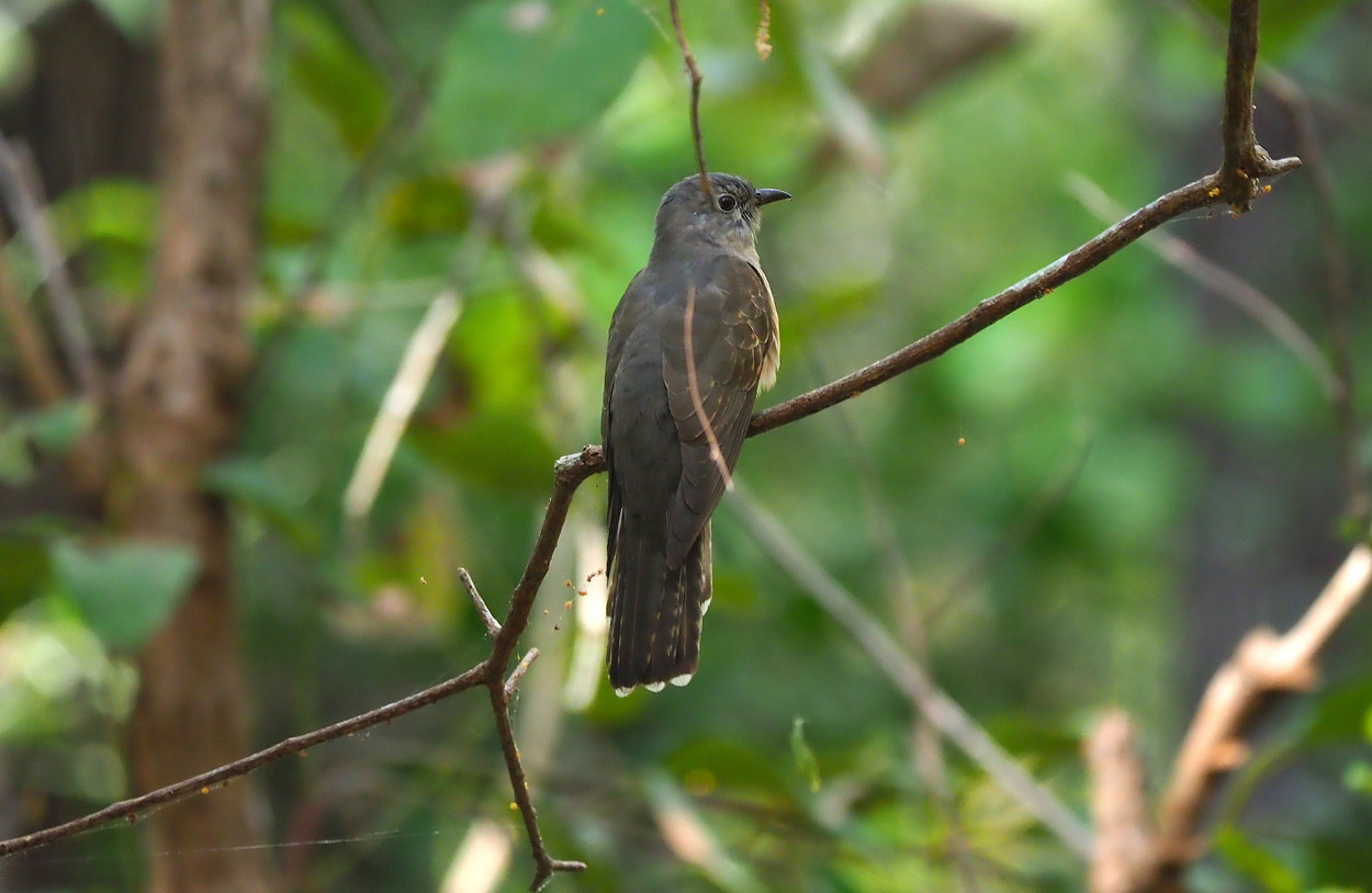Sahul Brush Cuckoo (Cacomantis variolosus) | Birdingplaces