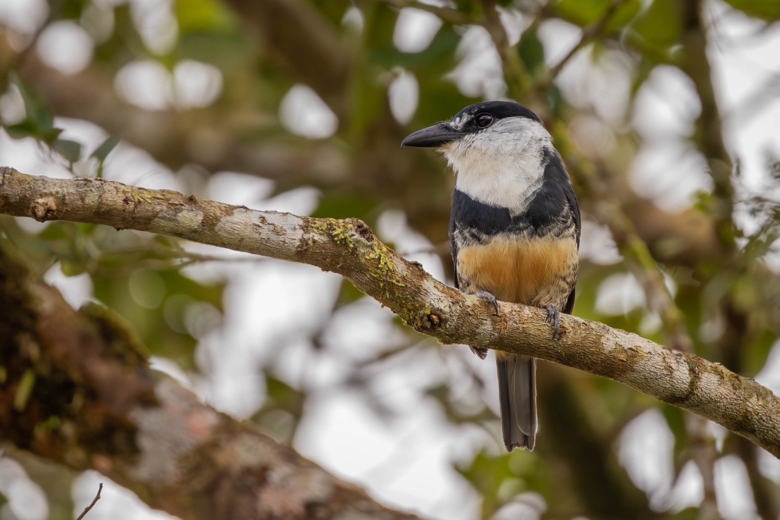 Buff-bellied Puffbird (Notharchus swainsoni) | Birdingplaces