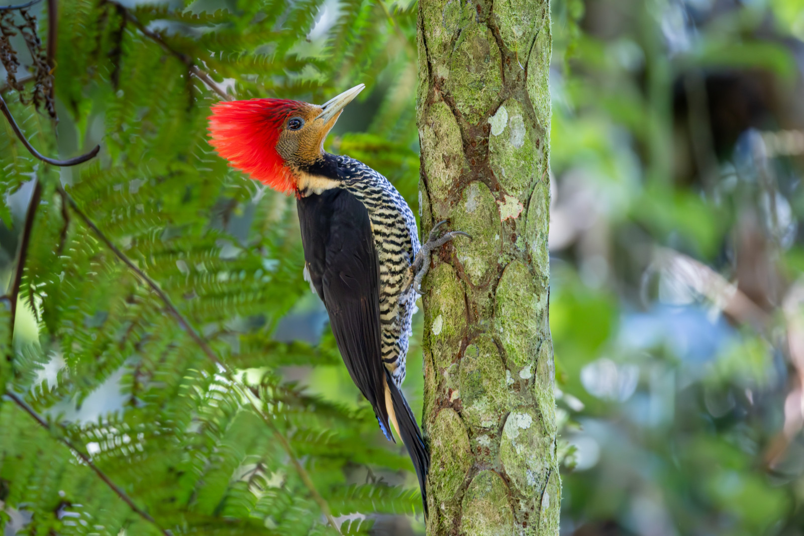 Cruce Caballero | Birdingplaces