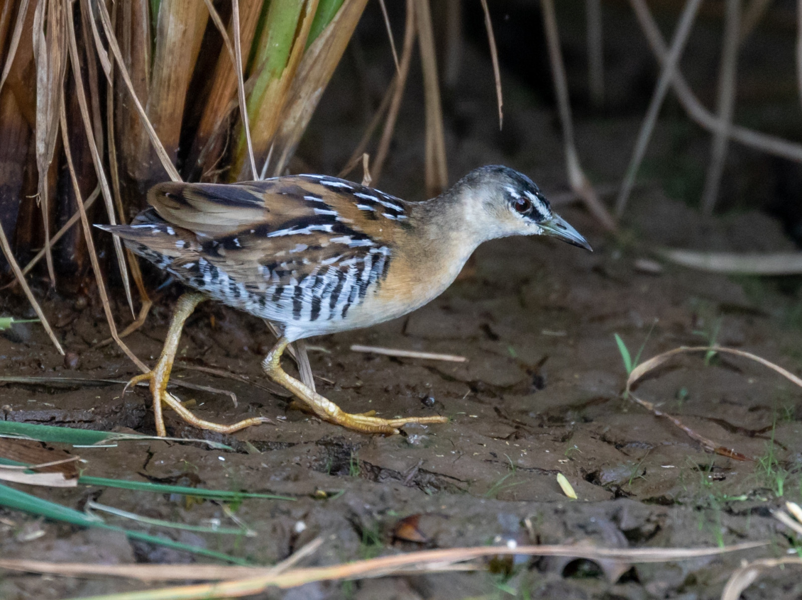 Yellow-breasted Crake (Hapalocrex flaviventer) | Birdingplaces