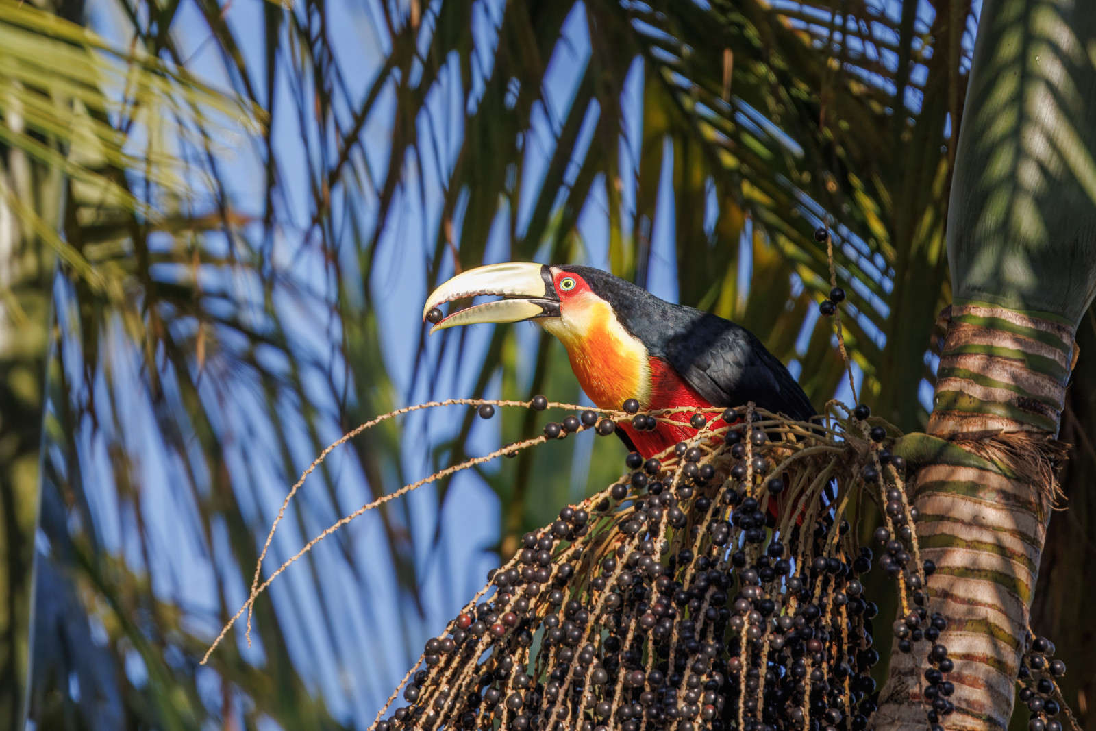 Cruce Caballero | Birdingplaces