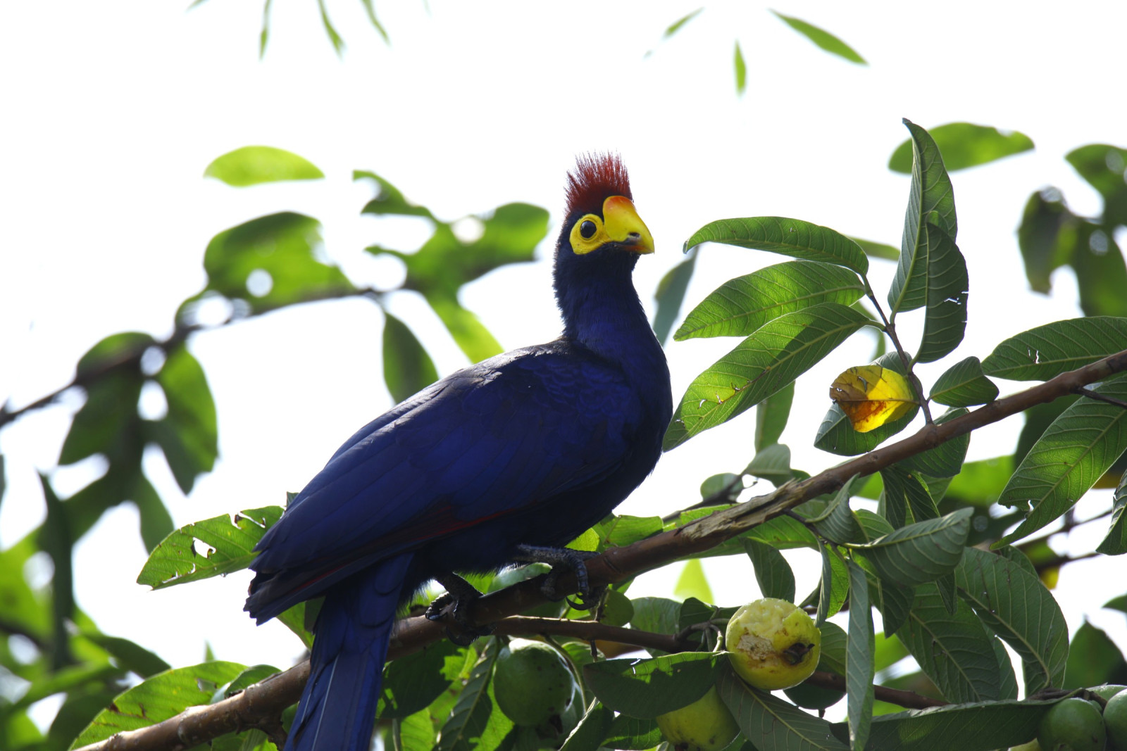 Ross's Turaco (Musophaga rossae) | Birdingplaces