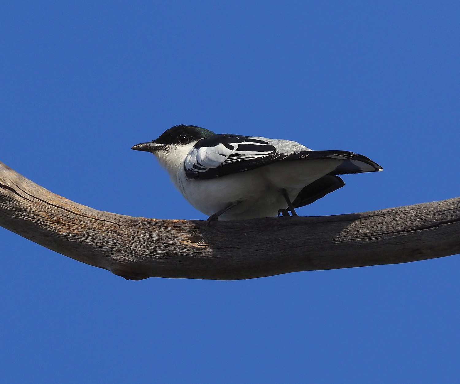White-winged Triller (Lalage tricolor) | Birdingplaces