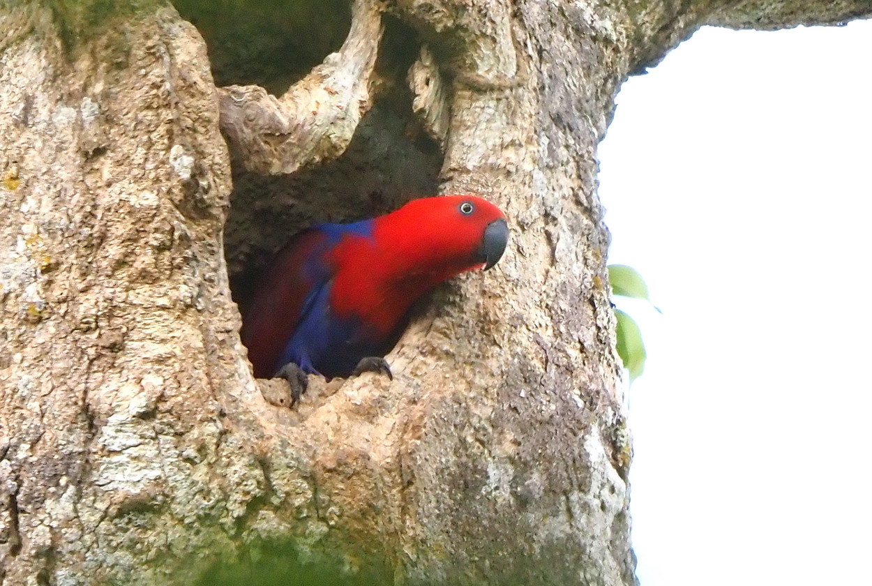 Eclectus Parrot (Eclectus roratus) | Birdingplaces