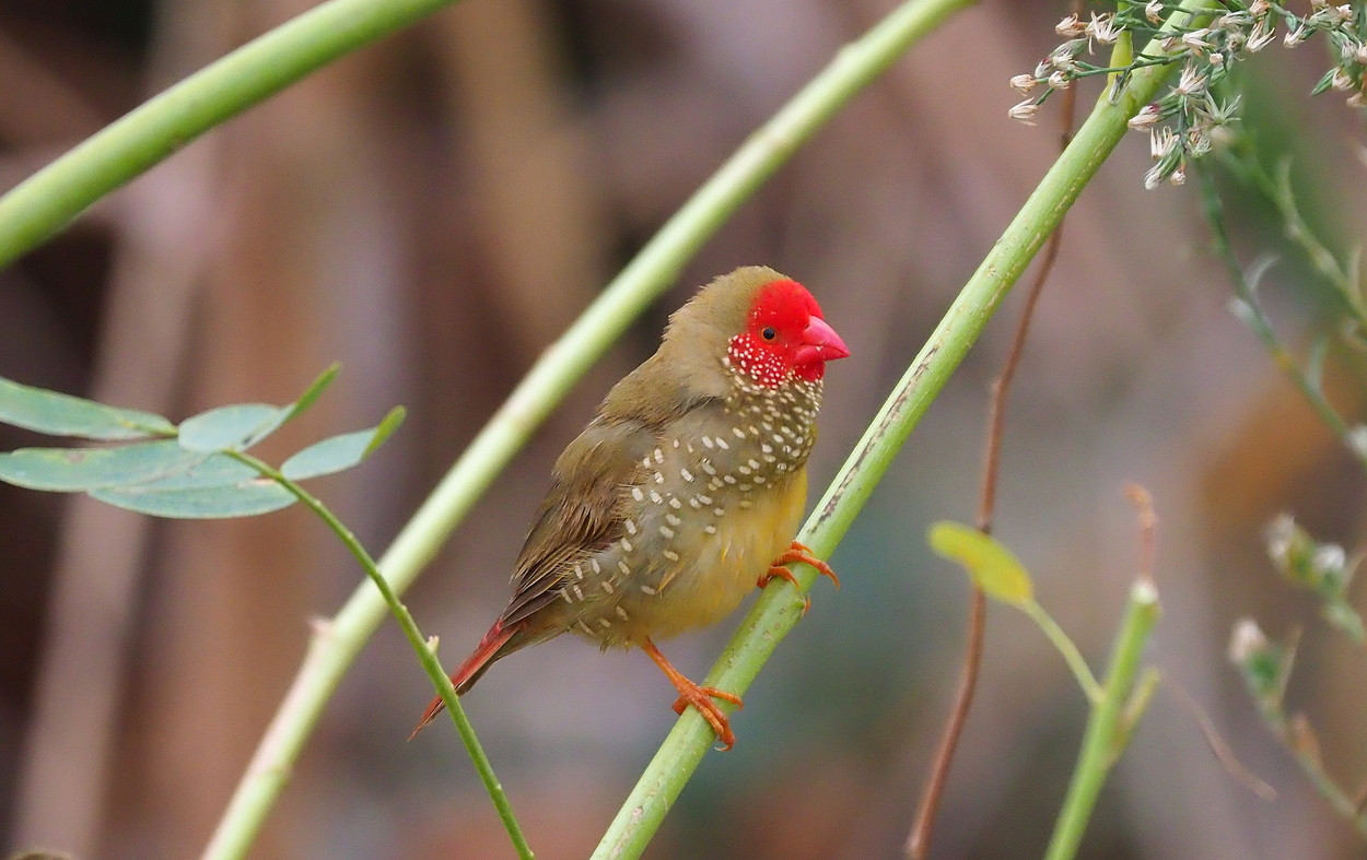Pool below Harding River Dam | Birdingplaces