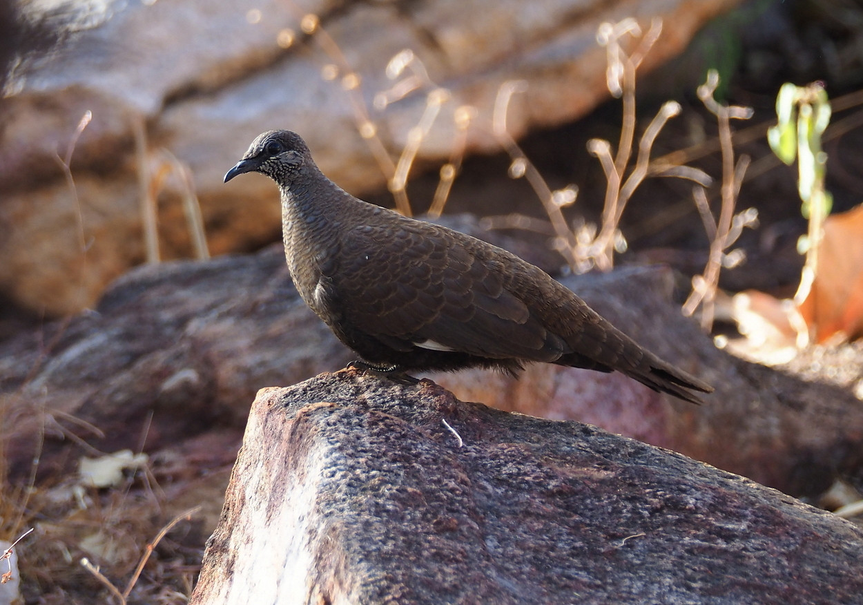 Mirima National Park | Birdingplaces