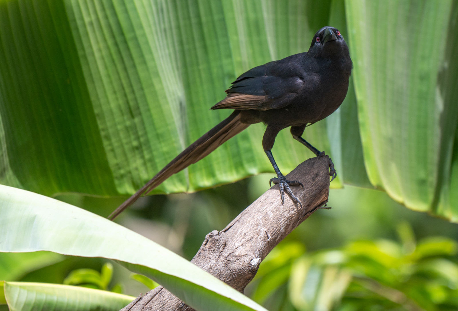 Piapiac Piapiac (Ptilostomus afer) | Birdingplaces