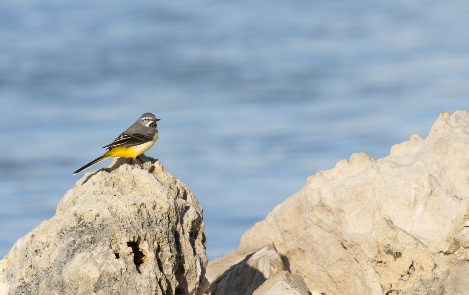 Two Rocks Harbour and Wreck Point | Birdingplaces