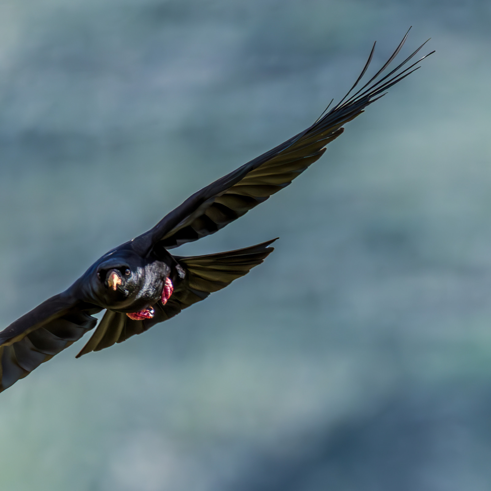 Col du Soulor | Birdingplaces