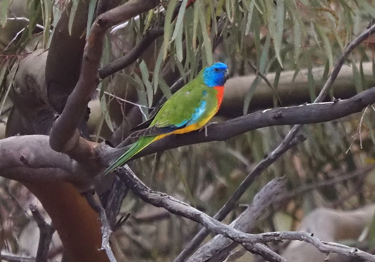 Scarlet-chested Parrot (Neophema splendida) | Birdingplaces