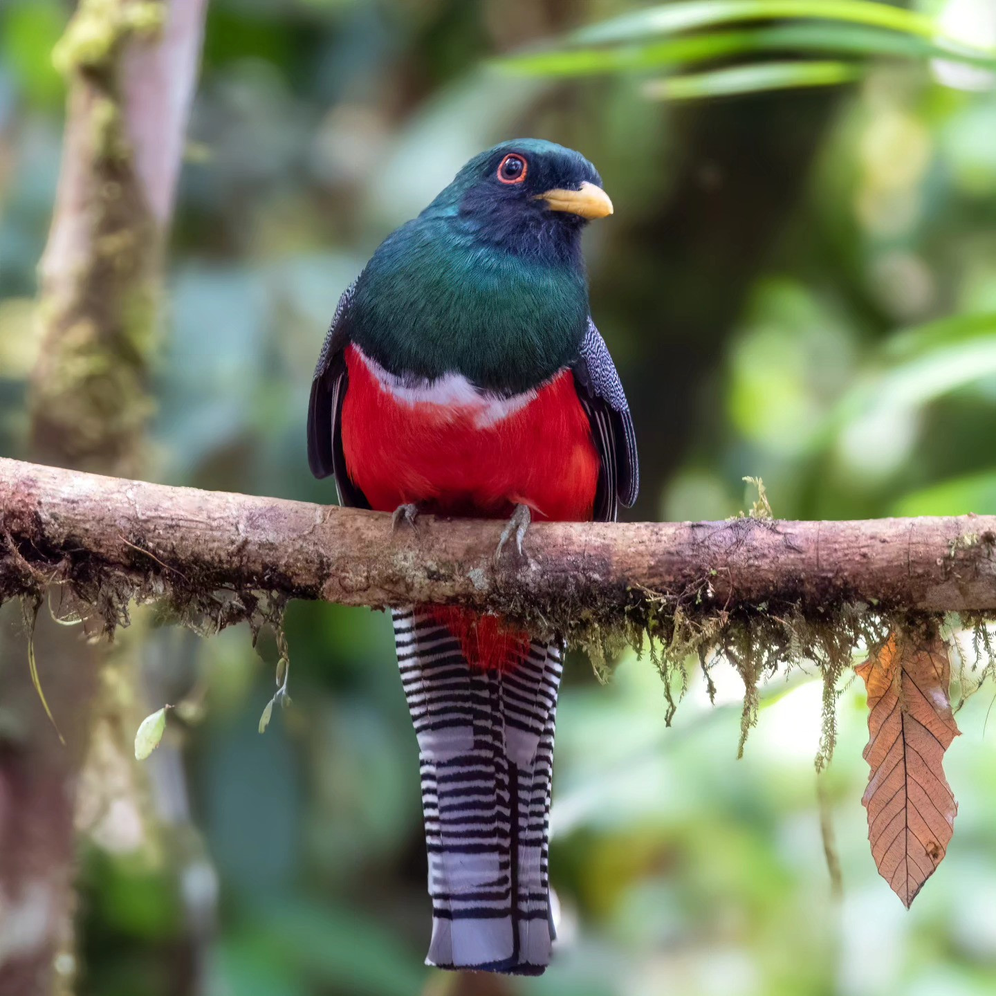 Buglas Nature Reserve | Birdingplaces