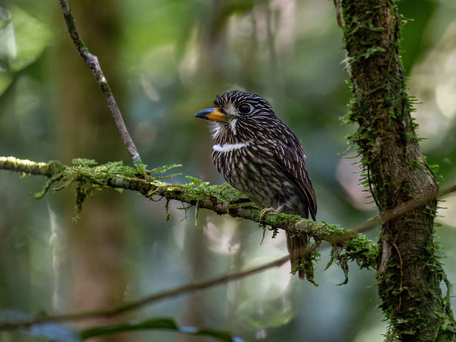 White-chested Puffbird (Malacoptila fusca) | Birdingplaces