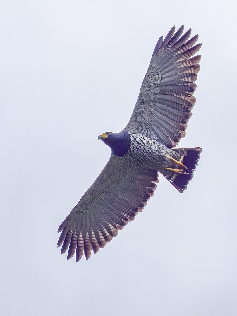 Barred Hawk (Morphnarchus princeps) | Birdingplaces