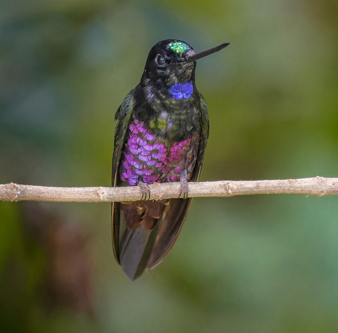 Image showcasing Blue-throated Starfrontlet (Coeligena helianthea) | Birdingplaces