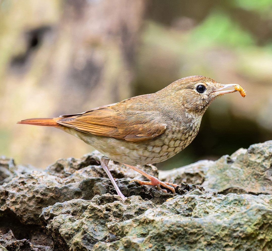 Triangular Robin Rufous-tailed Robin (Larvivora sibilans) | Birdingplaces