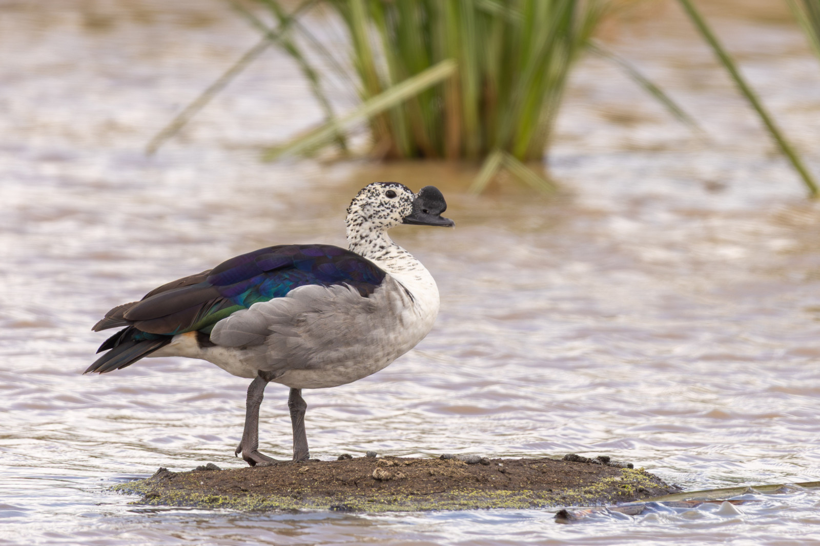 knob billed duck sarkidiornis melanotos Knob-billed Duck (Sarkidiornis melanotos)
