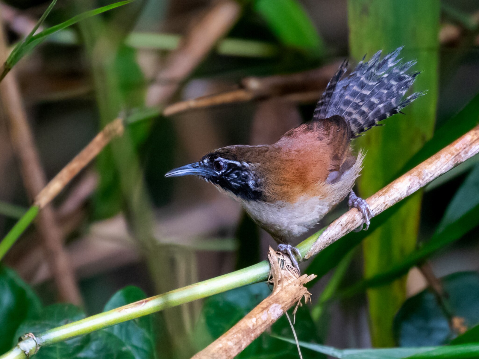 Coreaya Coraya Wren (Pheugopedius coraya) | Birdingplaces