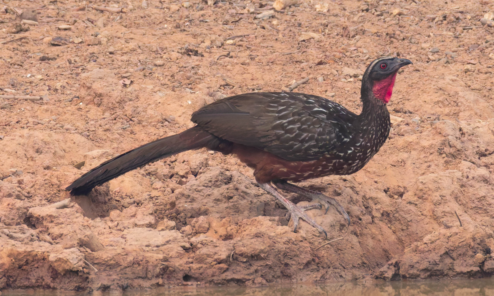 Chestnut-bellied Guan (Penelope ochrogaster) | Birdingplaces