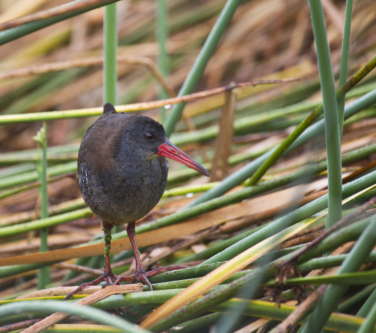 African Rail (Rallus caerulescens) | Birdingplaces
