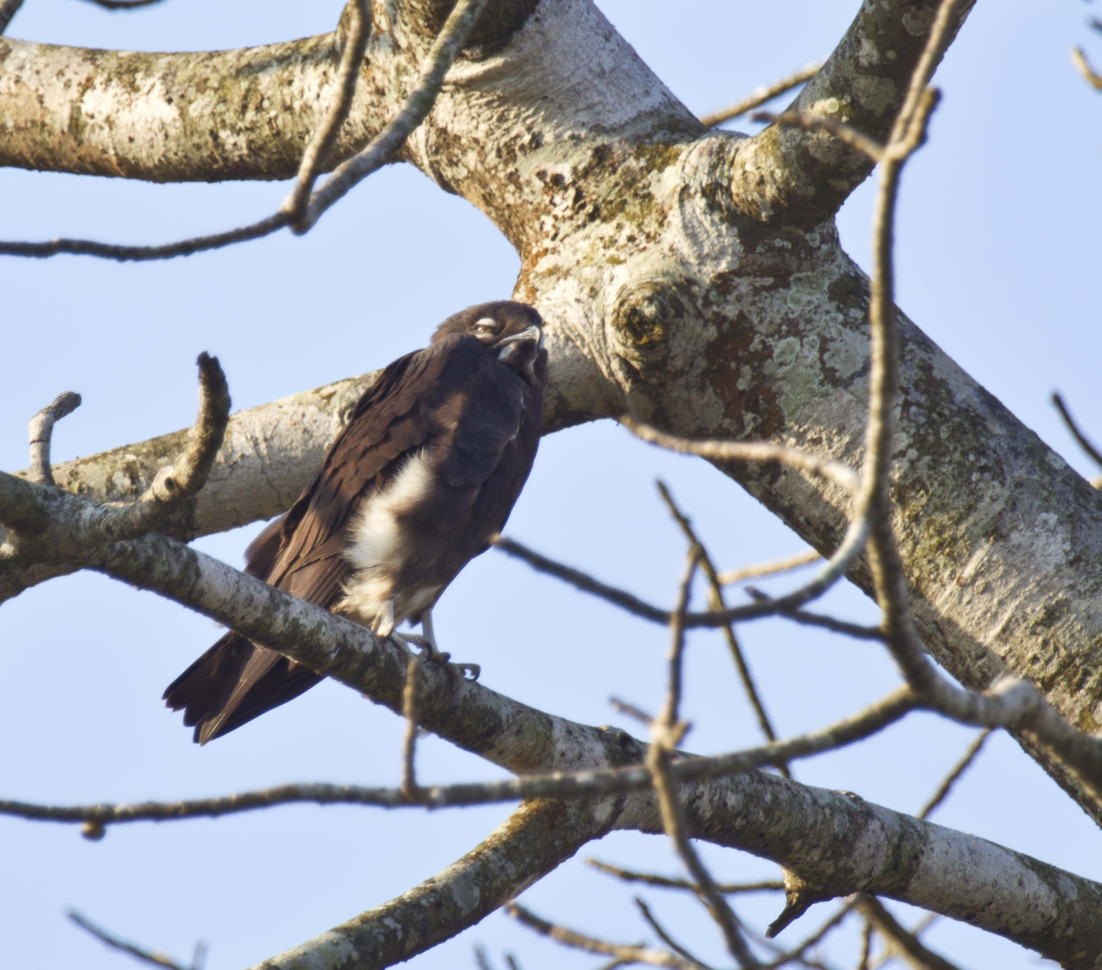 Bat Hawk (Macheiramphus alcinus) | Birdingplaces