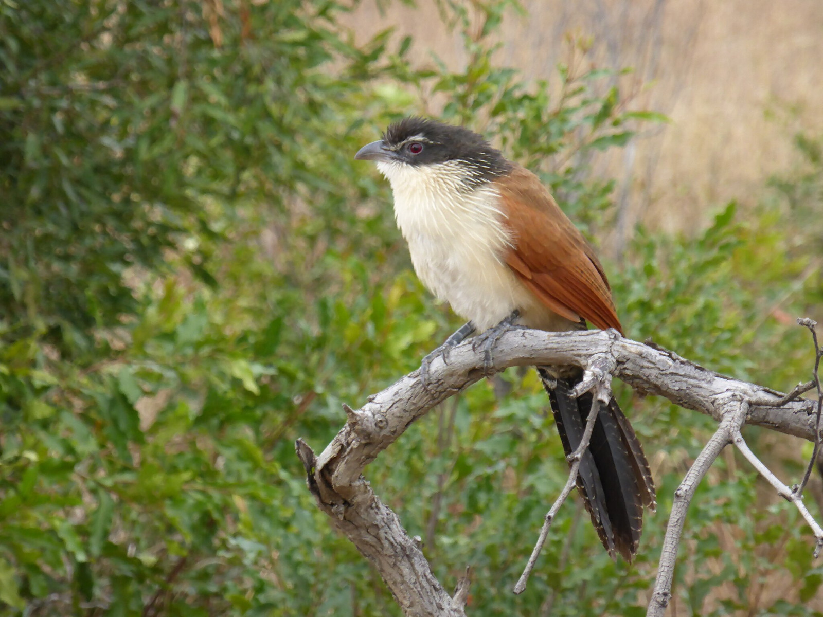Burchell's Coucal (Centropus burchellii) | Birdingplaces