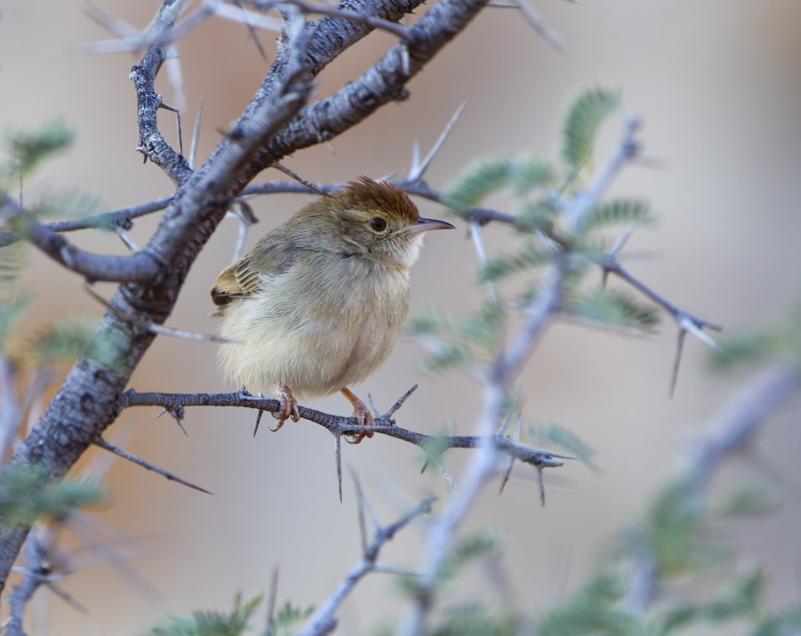 Neddicky (Cisticola fulvicapilla) | Birdingplaces