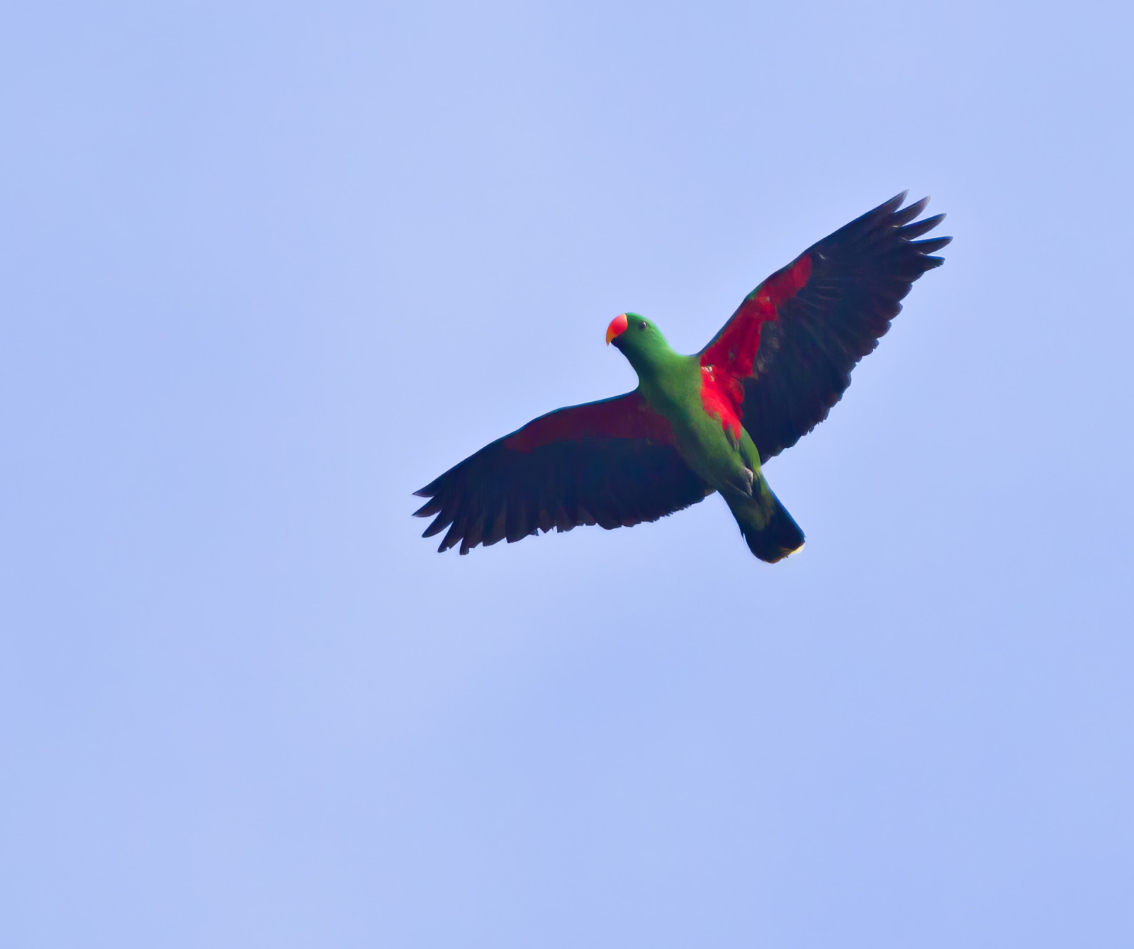 Papuan Eclectus (Eclectus polychloros) | Birdingplaces