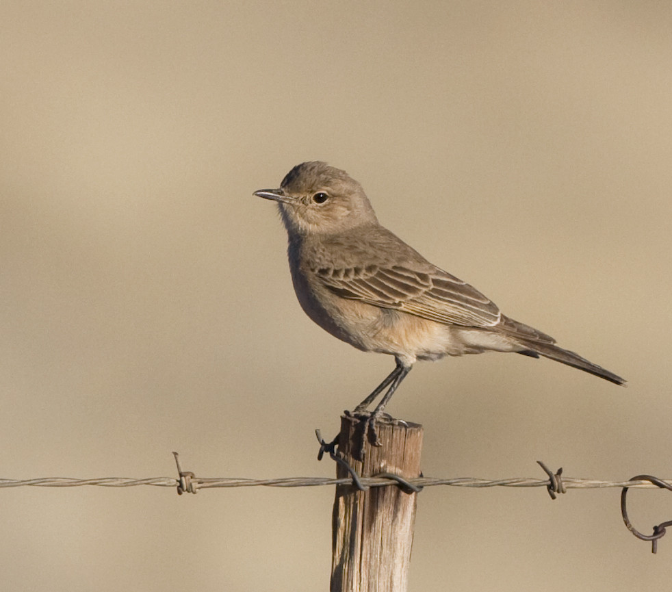 Chat Flycatcher (Agricola infuscatus) | Birdingplaces