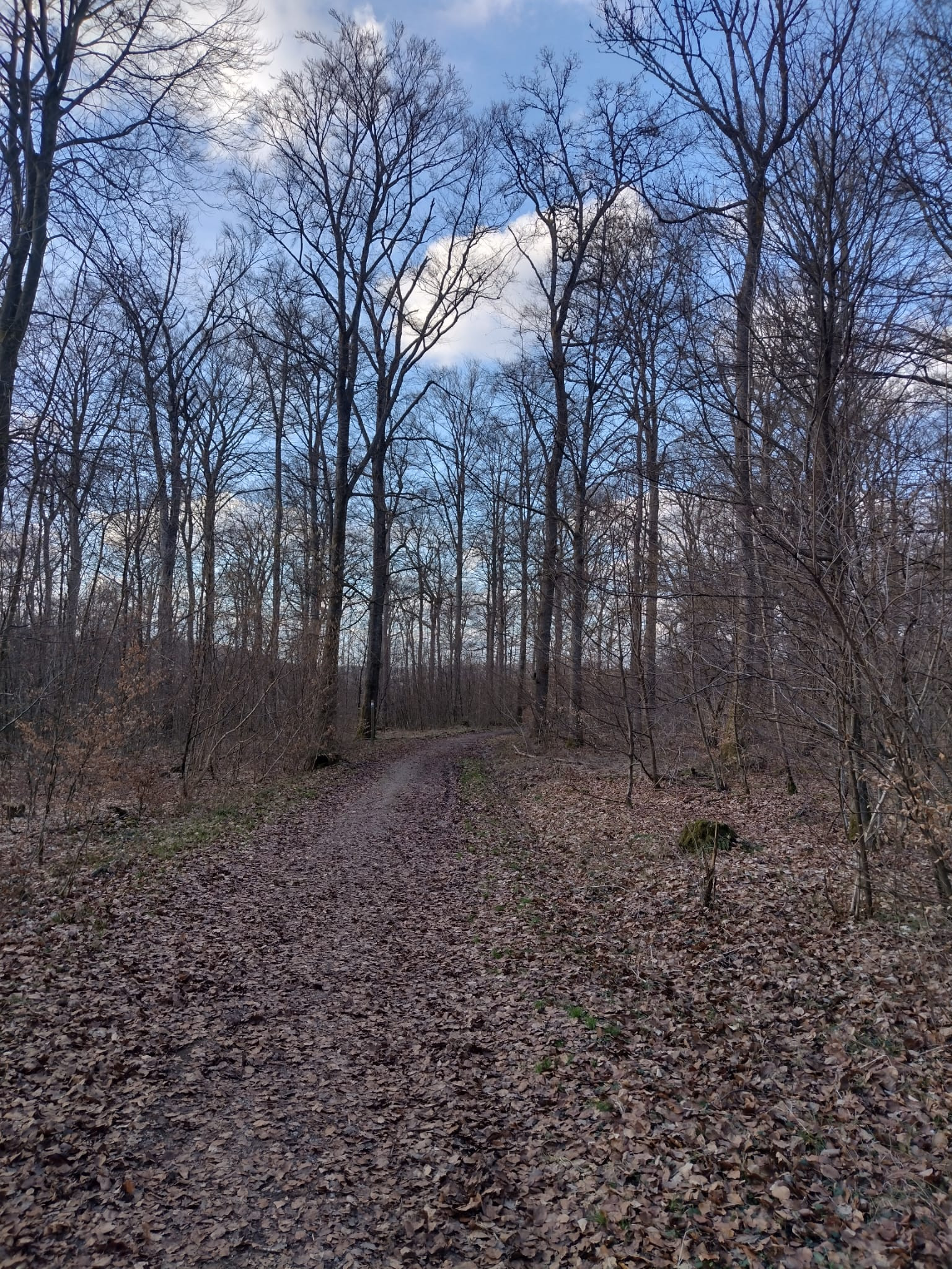 Hüllwald Daaden | Birdingplaces