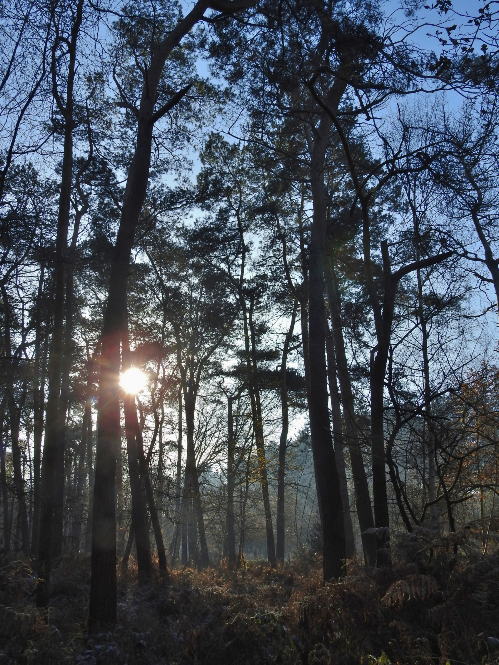Heidebos | Birdingplaces