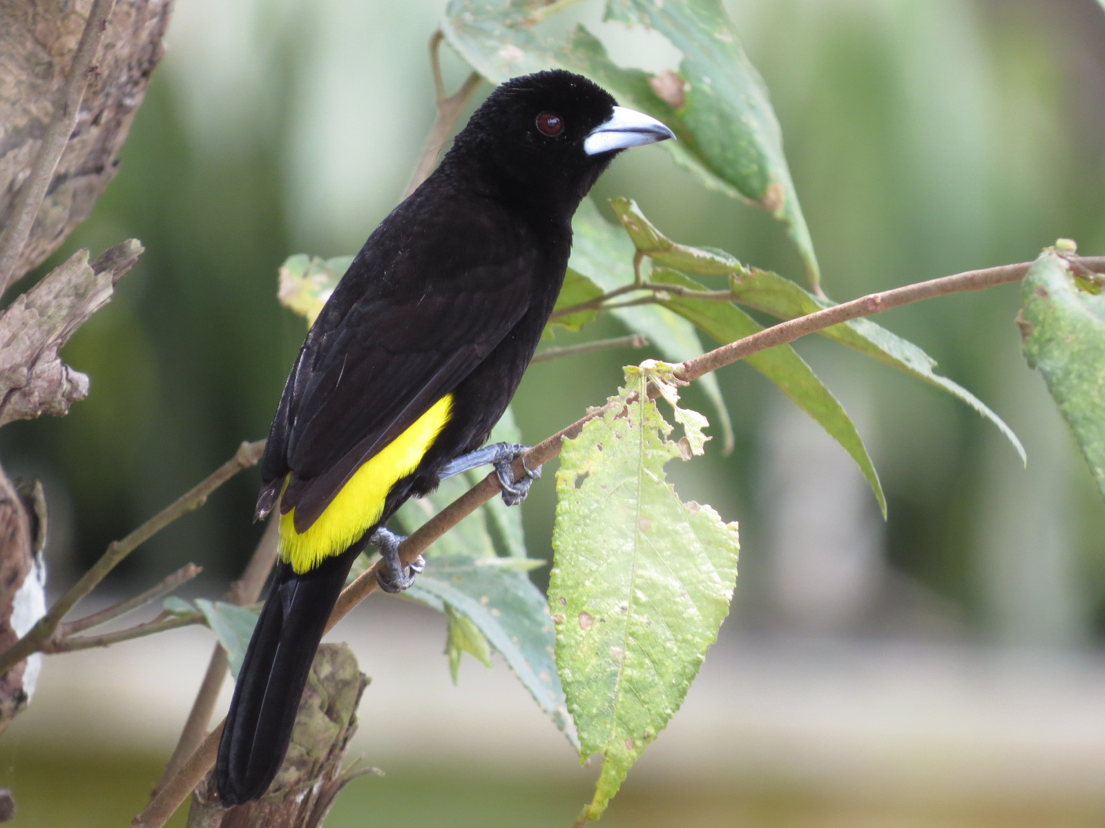 image Flame-rumped Tanager