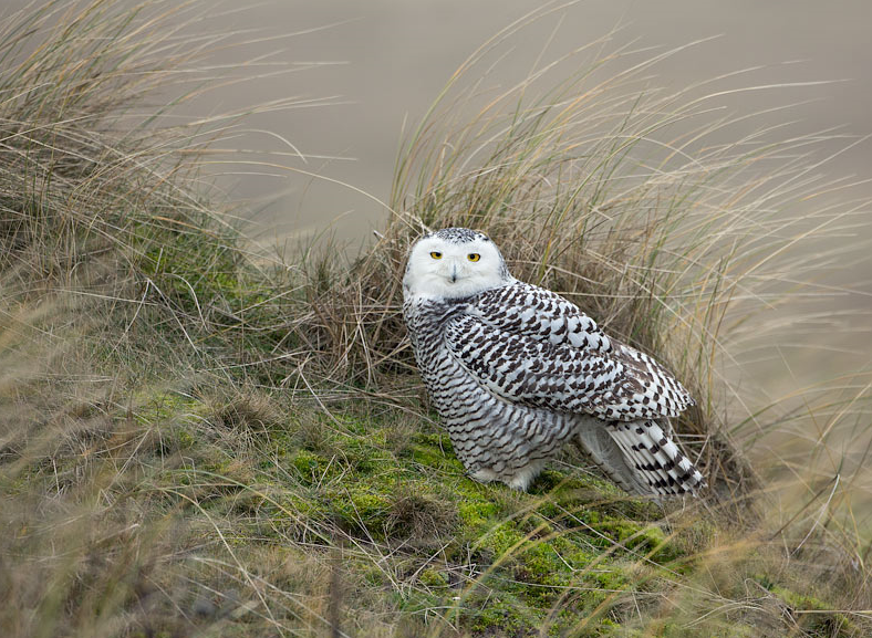 image Snowy Owl