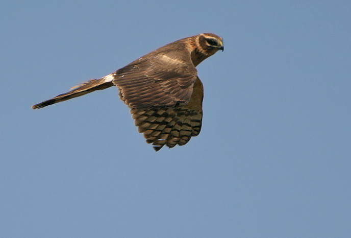 image Pallid Harrier