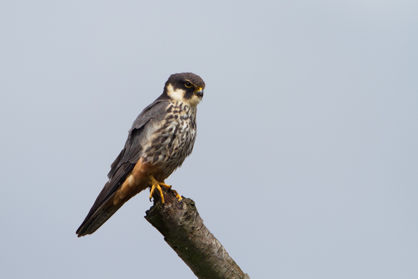 Aylesbeare Common and Hawkerland Valley Birdingplaces.eu