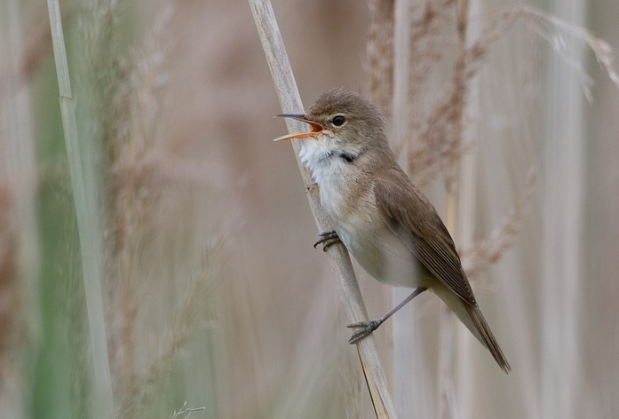 Hatch Pond | Birdingplaces