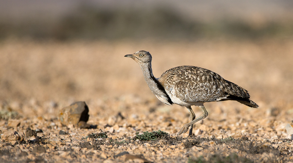 image Houbara Bustard