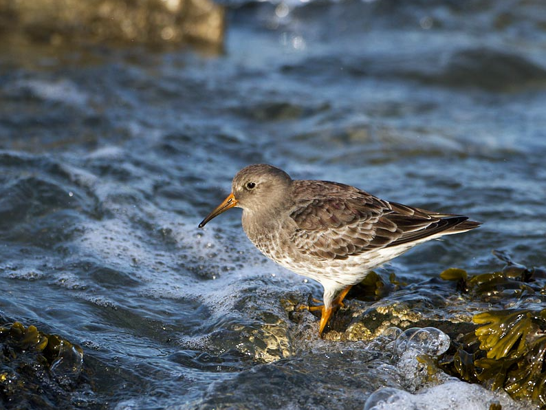 Mount Batten Breakwater and Area | Birdingplaces