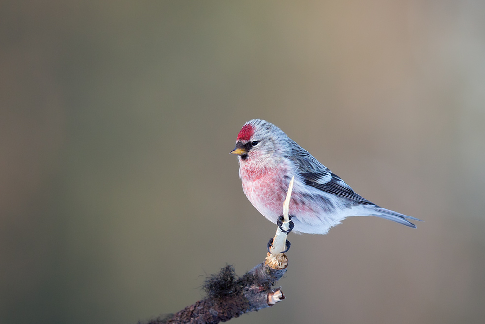 image Arctic Redpoll