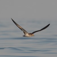 Kavaki: thé place for Rüppellu0027s warbler on Lesvos!  Birdingplaces.eu