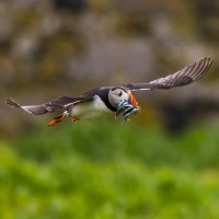 Bass Rock | Birdingplaces