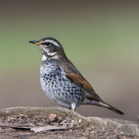 Dusky Thrush