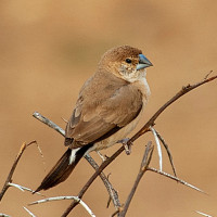 White-throated Munia