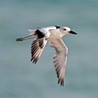 Crab-Plover