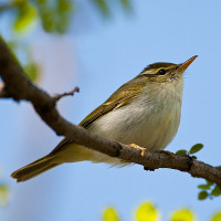Eastern Crowned Warbler